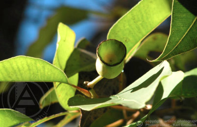 Nature and Macro Photography